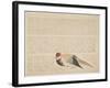 Pheasant, C.1818-29-null-Framed Giclee Print