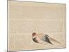 Pheasant, C.1818-29-null-Mounted Giclee Print