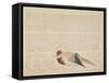 Pheasant, C.1818-29-null-Framed Stretched Canvas