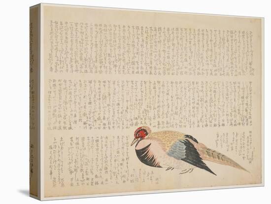 Pheasant, C.1818-29-null-Stretched Canvas