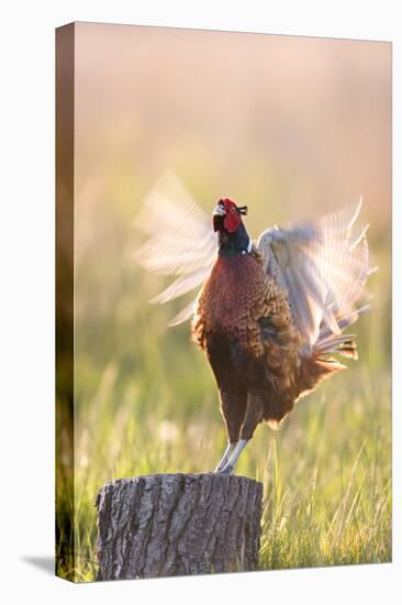 Pheasant Cock Displaying-null-Stretched Canvas
