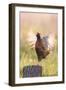 Pheasant Cock Displaying-null-Framed Photographic Print