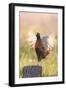 Pheasant Cock Displaying-null-Framed Photographic Print