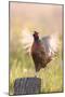 Pheasant Cock Displaying-null-Mounted Photographic Print