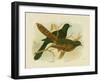 Pheasant Coucal, 1891-Gracius Broinowski-Framed Giclee Print