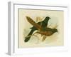 Pheasant Coucal, 1891-Gracius Broinowski-Framed Giclee Print