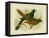 Pheasant Coucal, 1891-Gracius Broinowski-Framed Stretched Canvas