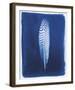 Pheasant Feather-Sarah Cheyne-Framed Giclee Print