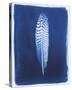 Pheasant Feather-Sarah Cheyne-Stretched Canvas