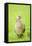 Pheasant Female-null-Framed Stretched Canvas