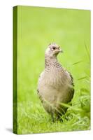 Pheasant Female-null-Stretched Canvas