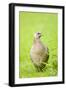 Pheasant Female-null-Framed Photographic Print