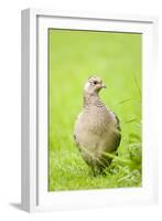 Pheasant Female-null-Framed Photographic Print