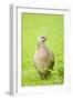 Pheasant Female-null-Framed Photographic Print