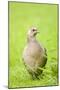 Pheasant Female-null-Mounted Photographic Print