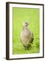 Pheasant Female-null-Framed Photographic Print