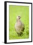 Pheasant Female-null-Framed Photographic Print