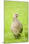 Pheasant Female-null-Mounted Photographic Print