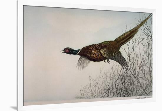 Pheasant, France, 20th Century-null-Framed Giclee Print