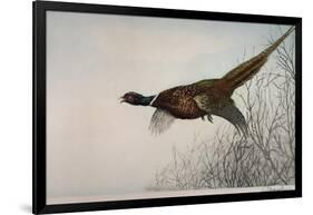 Pheasant, France, 20th Century-null-Framed Giclee Print