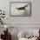 Pheasant, France, 20th Century-null-Framed Stretched Canvas displayed on a wall