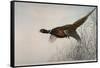 Pheasant, France, 20th Century-null-Framed Stretched Canvas
