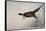 Pheasant, France, 20th Century-null-Framed Stretched Canvas