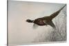 Pheasant, France, 20th Century-null-Stretched Canvas