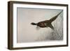 Pheasant, France, 20th Century-null-Framed Giclee Print