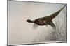 Pheasant, France, 20th Century-null-Mounted Giclee Print