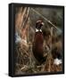 Pheasant in the Snow bird Art Print Poster-null-Framed Poster