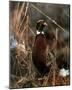 Pheasant in the Snow bird Art Print Poster-null-Mounted Poster