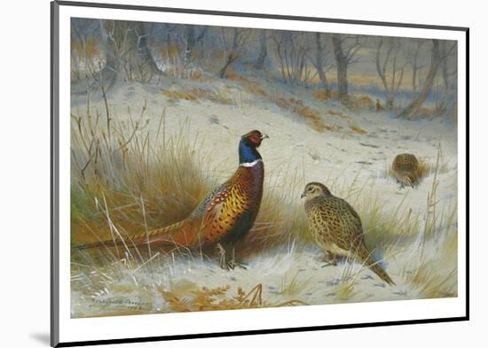 Pheasant in Winter-Archibald Thorburn-Mounted Premium Giclee Print