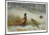 Pheasant in Winter-Archibald Thorburn-Mounted Premium Giclee Print