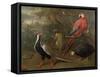 Pheasant, Macaw, Monkey, Parrots and Tortoise-Charles Collins-Framed Stretched Canvas