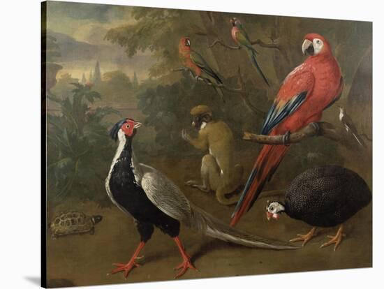 Pheasant, Macaw, Monkey, Parrots and Tortoise-Charles Collins-Stretched Canvas