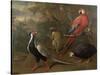 Pheasant, Macaw, Monkey, Parrots and Tortoise-Charles Collins-Stretched Canvas