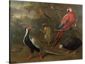 Pheasant, Macaw, Monkey, Parrots and Tortoise-Charles Collins-Stretched Canvas