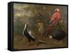 Pheasant, Macaw, Monkey, Parrots and Tortoise-Charles Collins-Framed Stretched Canvas