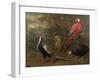 Pheasant, Macaw, Monkey, Parrots and Tortoise-Charles Collins-Framed Giclee Print