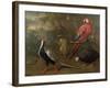 Pheasant, Macaw, Monkey, Parrots and Tortoise-Charles Collins-Framed Giclee Print