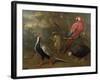 Pheasant, Macaw, Monkey, Parrots and Tortoise-Charles Collins-Framed Giclee Print