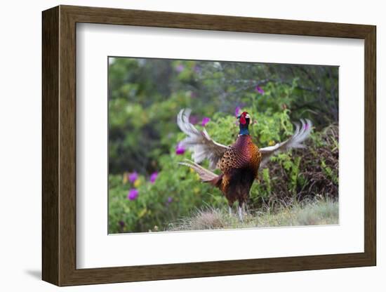 Pheasant male calling, East Frisian Islands, Wittbulten National Park, Germany-Konrad Wothe-Framed Photographic Print