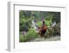 Pheasant male calling, East Frisian Islands, Wittbulten National Park, Germany-Konrad Wothe-Framed Photographic Print