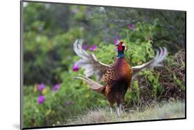 Pheasant male calling, East Frisian Islands, Wittbulten National Park, Germany-Konrad Wothe-Mounted Photographic Print