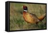 Pheasant Male, Cock on Fallow Land-null-Framed Stretched Canvas