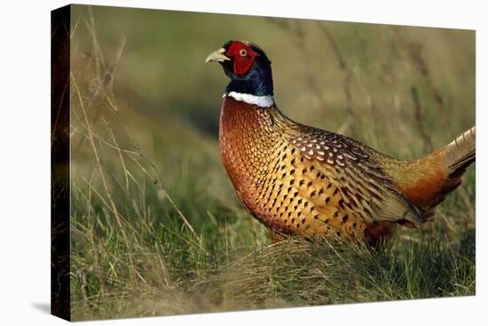 Pheasant Male, Cock on Fallow Land-null-Stretched Canvas