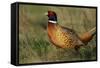 Pheasant Male, Cock on Fallow Land-null-Framed Stretched Canvas