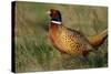 Pheasant Male, Cock on Fallow Land-null-Stretched Canvas