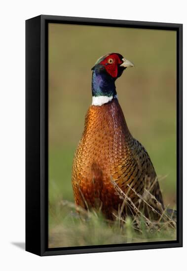 Pheasant Male, Cock on Fallow Land-null-Framed Stretched Canvas